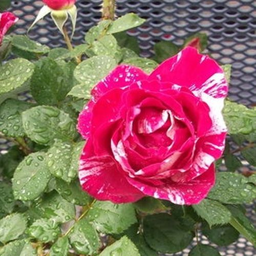 Rosa  Delstrobla - růžová - bílá - Stromkové růže, květy kvetou ve skupinkách - stromková růže s keřovitým tvarem koruny
